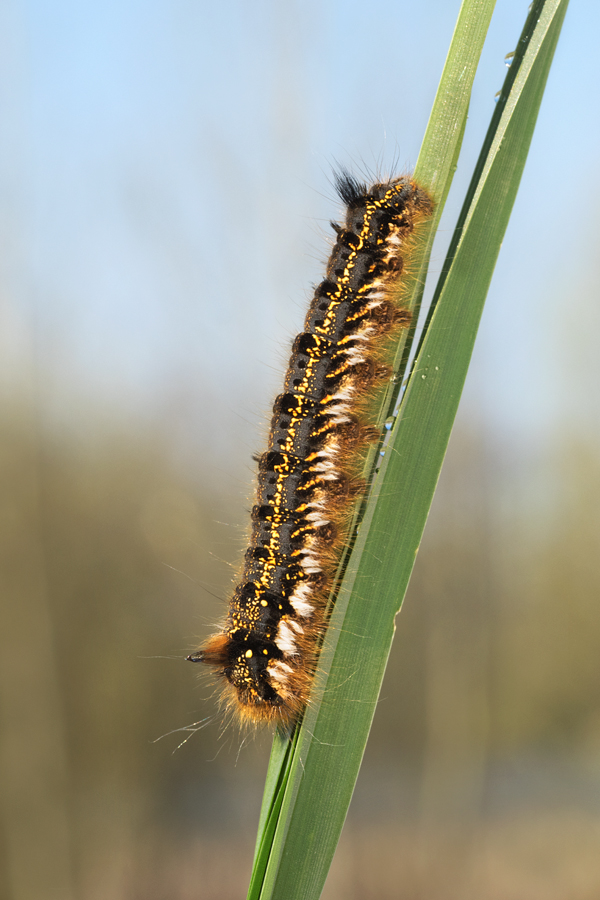 Drinker Moth caterpillar 1